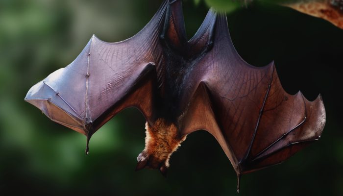 Entenda os riscos para o Brasil e a biologia do morcego gigante